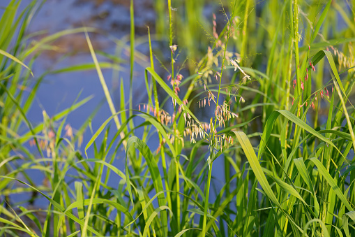 Northern wild rice (Zizania palustris) from Wisconsin. Annual plant native to the Great Lakes region of North America.