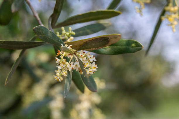 Close up of olive blossoms in an olive grove in the Springtime in Israel.