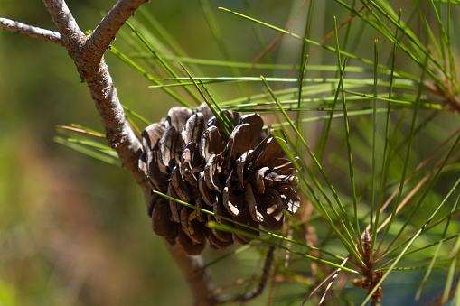 Close-up of a pine cone on a pine branch in the forest on a sunny day