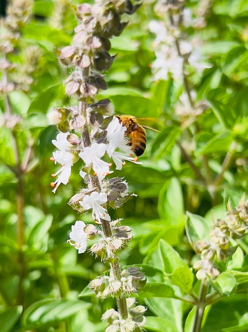 Vertical extreme closeup photo of a bee collecting pollen and nectar from white flowers on a Tulsi or Holy Basil plant growing in an organic garden in Summer.