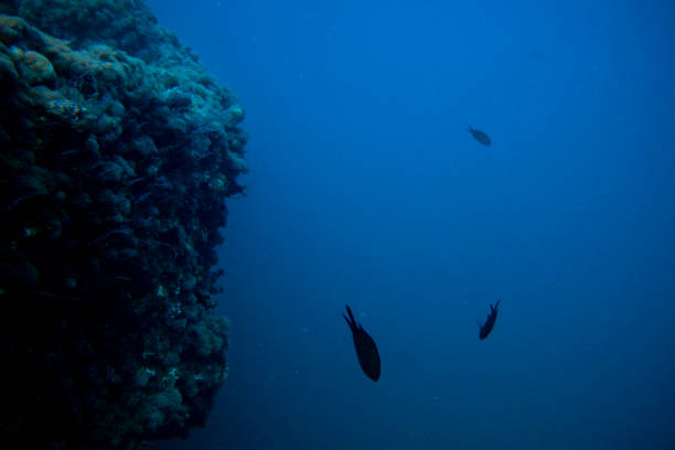 A close-up on the bottles cage over the Helmet wreck -named for it's cargo of helmets that are now fused together after being in the ocean for so long - Palau, Micronesia. Located near Malakal Harbor, the depth range is 28-95ft (7.5-29m), can be access by boat. 