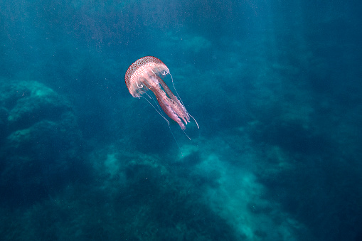 jellyfish swimming in the blue sea with the sun's rays filtering through the water