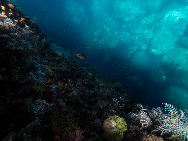 istock sea ​​damsels swimming 2150182253