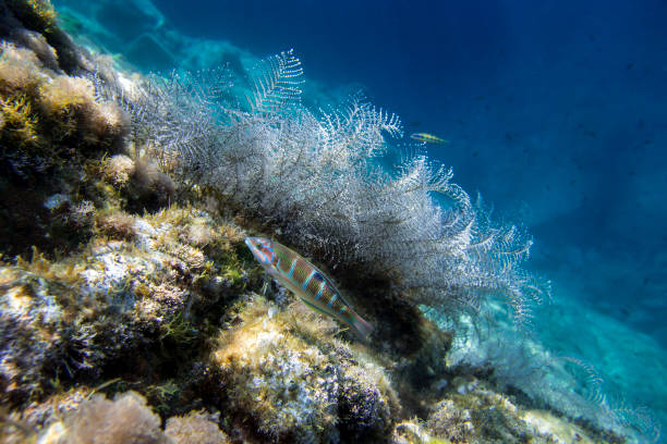sea ​​damsels swimming on the seabed in the Mediterranean Sea among the colors of a blue sea