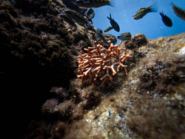 a solitary coral hidden among the rocks