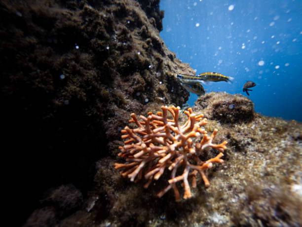 istock a solitary coral hidden among the rocks 2150182431