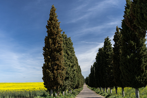 A winding path, flanked by majestic cypress trees rising into the blue sky. To one side of this path, a vast field of rapeseed stretches out in full bloom, its yellow flowers creating a sea of color that merges with the horizon. The path disappears into the distance, guiding us into the unknown, while the natural beauty of the cypress trees and the rapeseed field envelops us in a sense of peace and wonder.