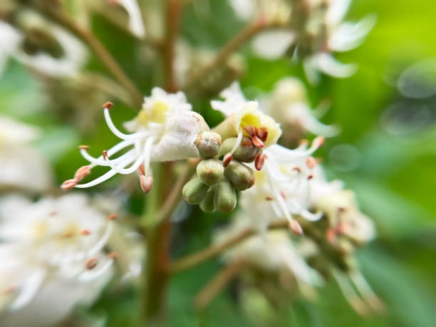 istock white chestnut flowers close up 2150184233