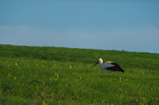 A stork runs across a meadow in search of food