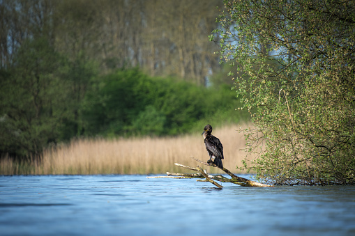 A cormorant sits on a branch on the shore of a lake