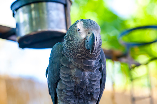 Congo African Grey parrot portrait isolated and perched with a blurred background. Psittacus erithacus