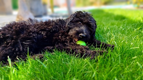 black dog on the grass