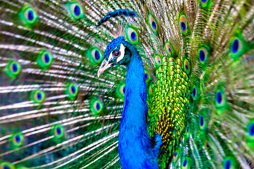 Close-up and long-shot, detailed and general photographs of the peacock spreading its wings with its magnificent beauty and magnificence