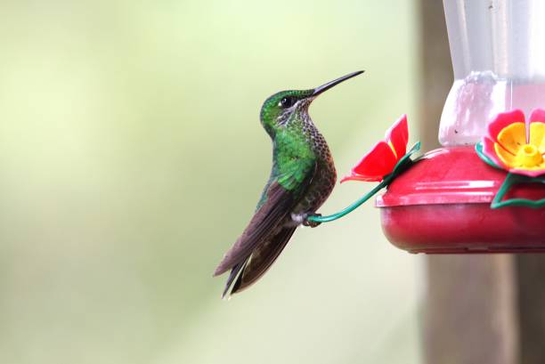A green-crowned brilliant hummingbird perches on a feeder in Costa Rica.