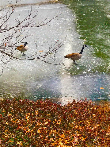Two geese walk on ice in New York City's Central Park.