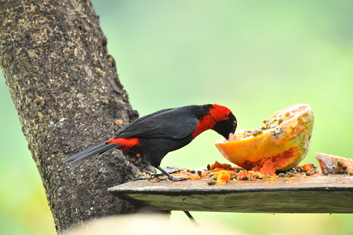 A crimson collared tanager perches on a branch in a forest in Costa Rica.