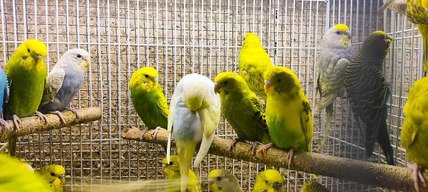 Beautiful parrots looking