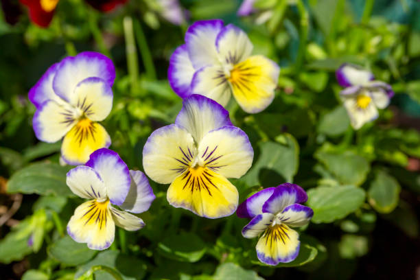 istock Scientific name: Viola tricolor - Family: Violaceae 2150191038