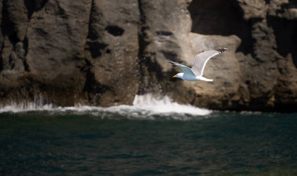 istock yellow legged gull laridae or larus michahellis 2150192660