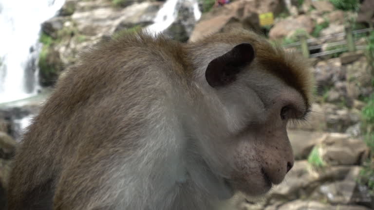 Close-up of a monkey chewing a banana, slow motion. Tropical countries. Sri Lanka, travel in Asia.