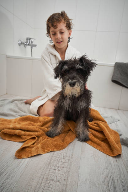 Curly haired barefoot boy sitting on towel and stroking wet Miniature Schnauzer dog after taking bath during daily hygiene routine