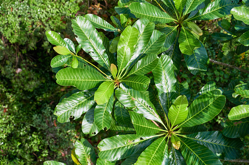 Lush foliage of Terentang (Campnosperma auriculatum. McRitchie Nature Reserve. Singapore.
