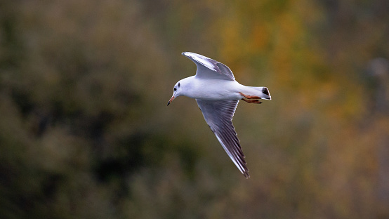 Side view close-up of a single black-headed gull (Chroicocephalus Ridibundus) flying by over a lake with spread wings, looking down on the water on a sunny day with defocussed autumn leaf colors in the background