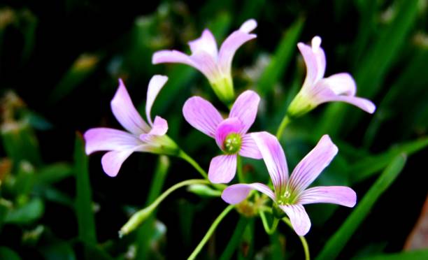 istock Beauty In The Spot Light 2150195502