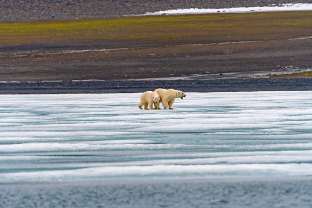 Polar bear warning sign in Longyearbyen Svalbard