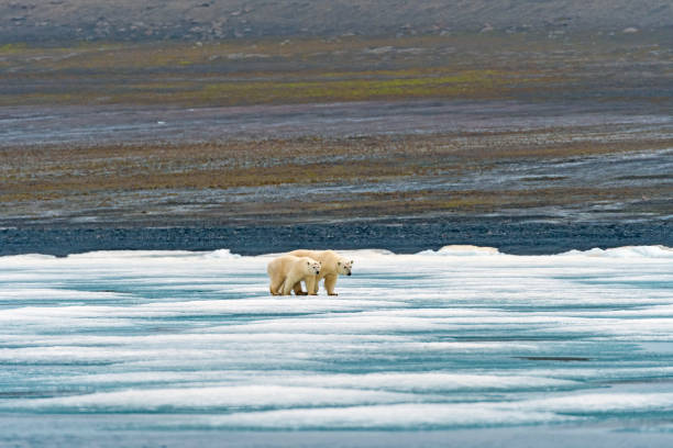 white bear with cub