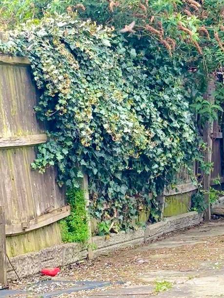 istock A house sparrow flying out of a common ivy 2150196089