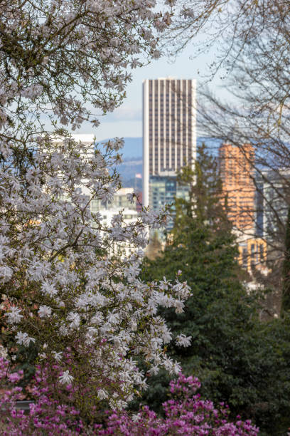 istock Magnolia Trees Flowering Portland Oregon. 2150197860
