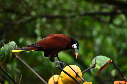 A Montezuma oropendola perches on a fruit feeder on the  forest edge in Costa Rica.