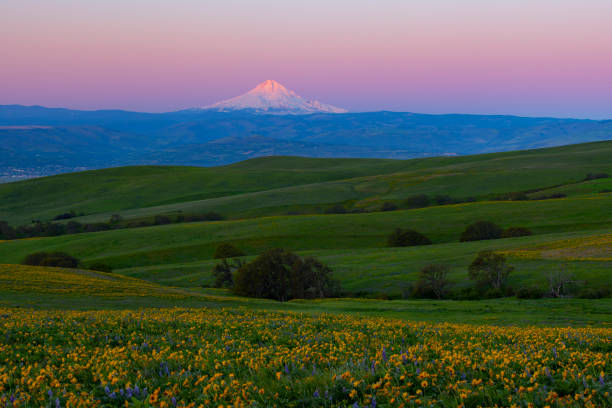 Sunrise on Mt hood viewed from the Columbia Hills State park, Washington.