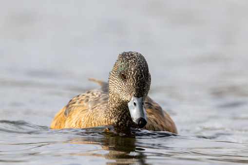 A female American Widgeon duck swims towards the camera.