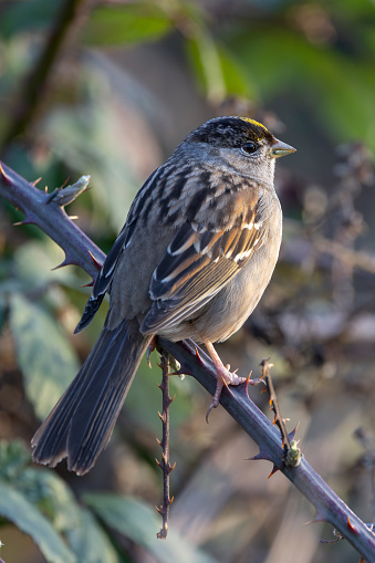 A male Golden Crowned Sparrow perched on a blackberry cane.