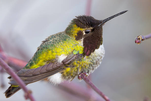 A resting Anna's Hummingbird during a cold snap in Oregon.
