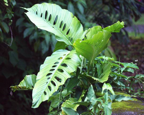 istock Insect Damage to Tropical Leaves 2150198264