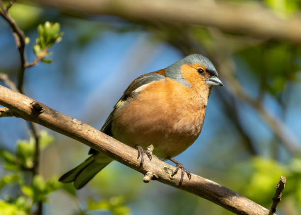 istock Chaffinch (Fringilla coelebs) - Widespread across Europe, Asia, and North Africa 2150198607