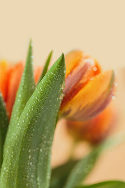 Beautiful tulip flowers seen through the glass with water drops.