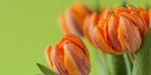 Detailed view of cluster of bright orange tulip flowers with delicate petals blooming and small water drops. Banner with copy space for text