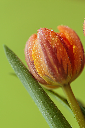 Close up vertical photo of tulip flowers with macro detail. Beautiful orange flower with water drops on petals on green background.