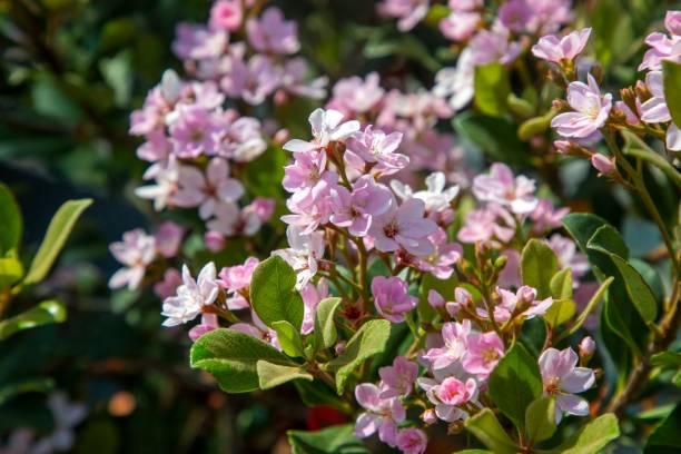 Pretty pink flowers of Rhaphiolepis indica, the Indian hawthorn Pretty pink flowers of Rhaphiolepis indica, the Indian hawthorn indian hawthorn stock pictures, royalty-free photos & images
