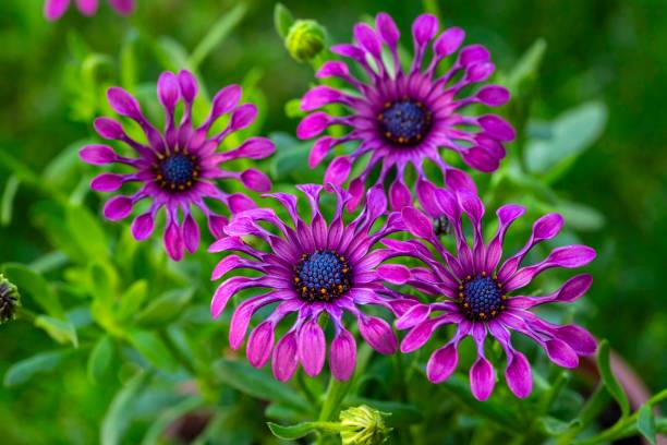 istock Osteospermum fruticosum flowers in full bloom 2150198929