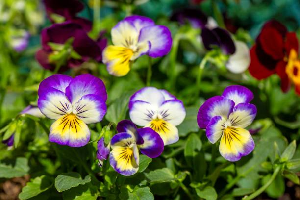 istock Scientific name: Viola tricolor - Family: Violaceae 2150198995