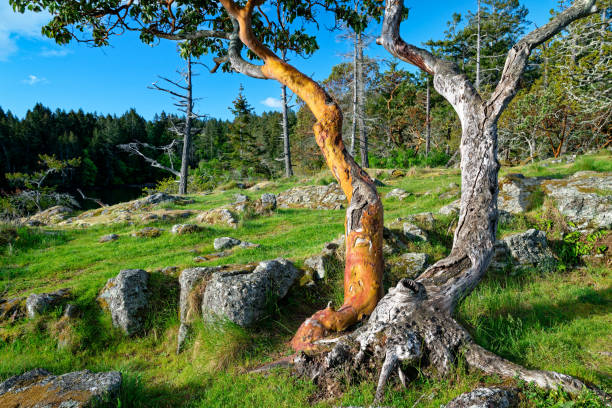Madrone trees at Ruckle Park, Salt Spring Island, BC Canada