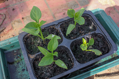 organic and healthy peppers growing fast at home