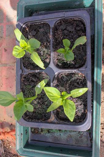 organic peppers starting to grow at home