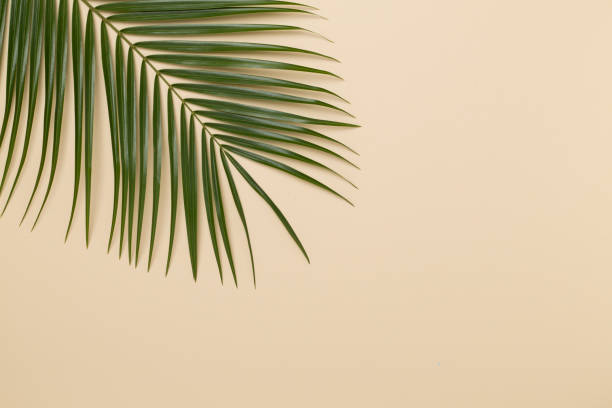 istock Green palm leaves on color background, top view 2150203520