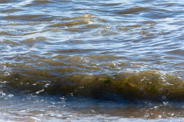 Low view of waves breaking on the beach sand on a cloudy day. Preserved environment.